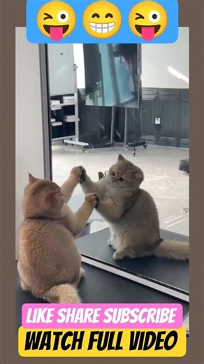 #entertainment video #reels #new #laugh #viral #comedy #funny #animal #cat #shorts #trending #edit