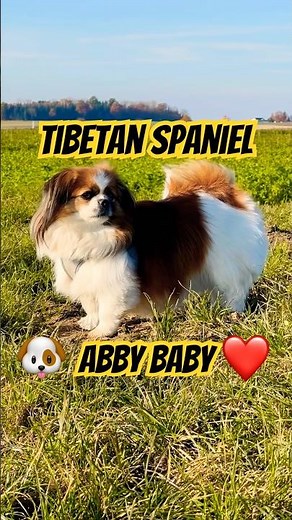 Little Dog - Abby the Tibetan Spaniel #puppy
