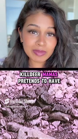 The Killdeer Bird’s Broken Wing Trick Saves Its Babies