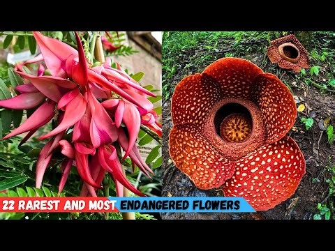 22 Rarest and Most Endangered Flowers