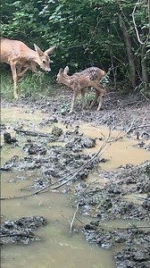 How Mother Deer Keeps Her Fawn Safe in Nature #wildlife #animals #parenting