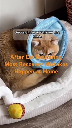 Cat Neutering RecoveryWhat You Do at Home Matters More Than Surgery #cat