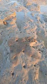 135 million year old dinosaur footprint found on Bexhill beach #dinosaur #fossil