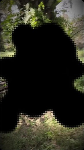 Stunning Video Footage of Cinematic Sapi Captured in Riau