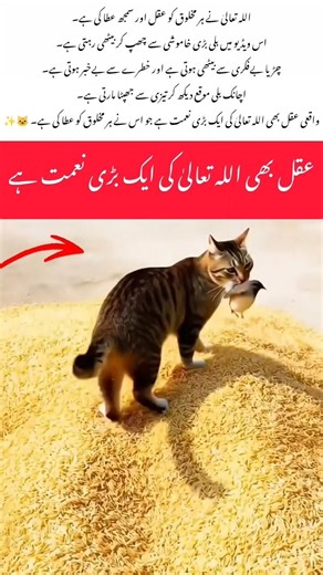 Amazing Intelligence of a Cat | Perfect Hunting Moment #Cat #CatHunting#AmazingNature#WildlifeMoment
