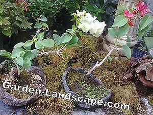 Prática de jardim: Acer Palmatum - Variedades, Cuidado E Corte | 2025