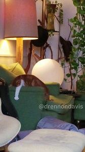 Toad is not taking no for an answer. #catdad #talkingcats #funnycats #businesscats #comedy | Drennon Davis