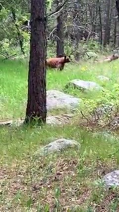 🐻🌳 Black Bear Sighting on the Cougar's Shadow Trail! 🌳🐻 Let's talk about the beauty of black bears! "Black" refers to the species, not the color. They can actually come in different colors, including shades of brown. It's true! But don't be confused, folks, these bears are not brown or grizzly bears. Black bears are smaller and less aggressive, and primarily snack on things like berries and seeds. With a nose that’s 100 times more sensitive than ours, a bear can literally smell food five mil