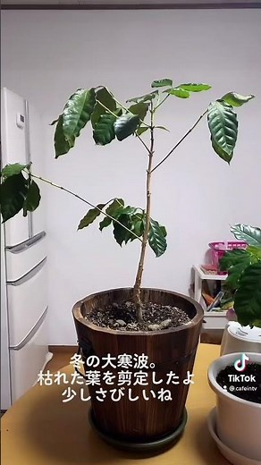 冬の大寒波でコーヒーの木枯れそう。強剪定。開業まで364日