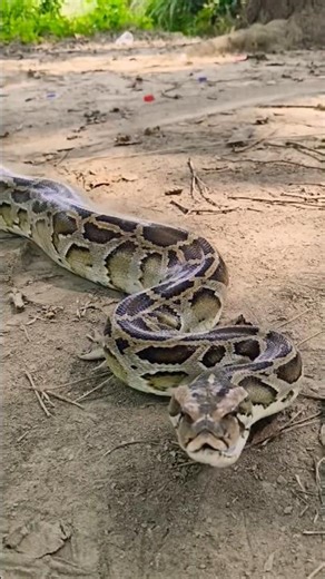 indan rock python का बहुत ही खतरनाक हमला 😱