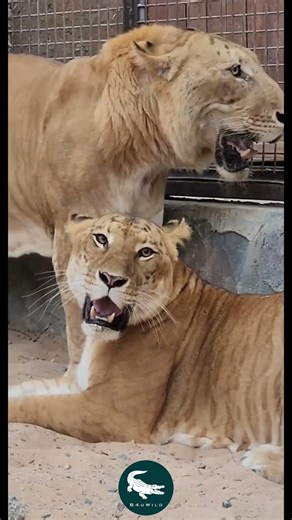 Liger 🦁🐯 The Giant Hybrid of Two Kings