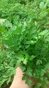 Did You Know Coriander Juice Can Regrow Hair Naturally! #shorts #plants #Farming #herbalife #food #nature #reels #instagram | CheQ Facts