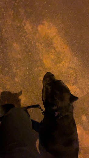 Os vídeos de cane_corsopandora (@cane_corsopandora) com som original - cane_corsopandora