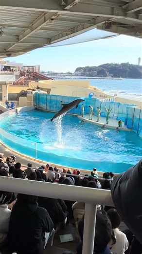 新江ノ島水族館🐬イルカショーのようす！