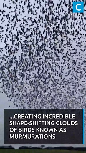Couple drives four hours to Cornish cove for incredible starling murmurations | Cornwall Live
