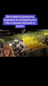 Slime Mold Outperforms Engineers by Remapping Tokyo Subway Network
