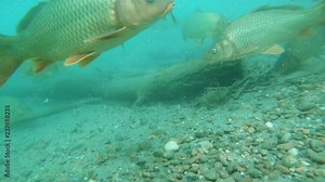 Underwater footage of swimming big carps (Cyprinus carpio). Underwater video in the lake. Diving in fresh water. Beautifull common carp uderwater. Kaprfen in the pond habitat