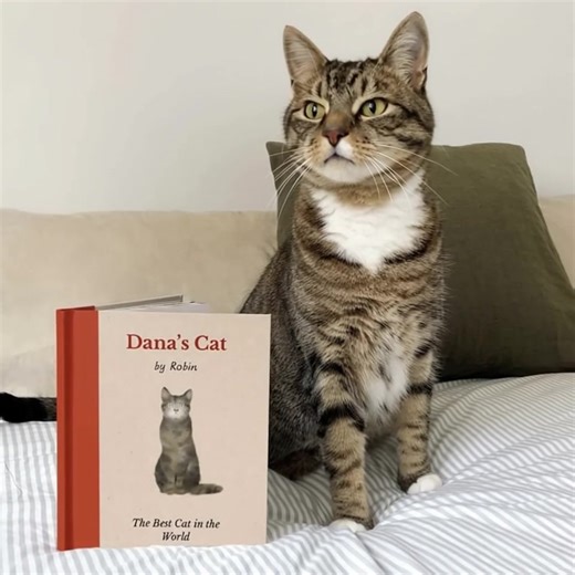 487K views · 289 reactions | Written from the cat's POV, this personalized book is an illustrated love letter to your cat. | Wonderbly | Facebook
