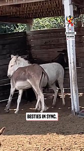 Funny donkeys are spinning around together! | The Macaw