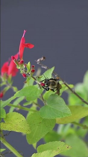 Common eastern bumblebee (Bombus impatiens)