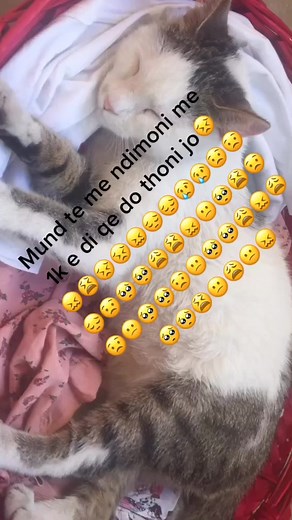 Macja ime Sa i ngjan maçit 😲#viral #funny #vgs #gfc #mercedes #fmfl #fdhb #hdp #lavender #hdp #egg #hwasa #hedgehog #hefner #hdlacewig