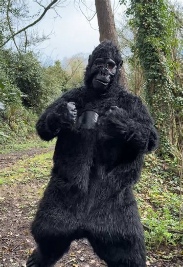 A wild gorilla appeared 🤣 | gorilla