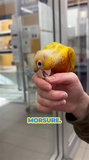🐥 Voici notre adorable bébé conure Suncheek de 4 mois! ☀️ Sevré ici même à La Grande Ménagerie avec tout l’amour et les soins de notre équipe 💛 Prêt à rejoindre sa nouvelle famille! 🏡 💰 999,99 $ #LaGrandeMénagerie #ConureSuncheek #OiseauxExotiques #AdoptionResponsable #Sherbrooke | La Grande Ménagerie
