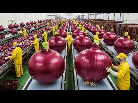 How Onion Oil Is Made (Full Factory Process)