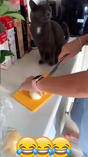 Pet's Apology: Hilarious Reactions After Getting Busted