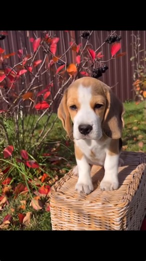 Our playful little beagle puppies are ready to sniff out their forever homes! Full of love, wiggles, and tail wags—could your heart be their next big adventure? 💕🏡 #BeagleBabies #AdoptDontShop #ForeverHomeFound | Beagle puppies for adoption