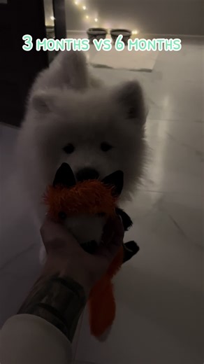 #small #little #littledog #samoyed #samoyedpuppy #dogsoftiktok #puppylove #puppytiktok #puppydog #goodboy #newpuppy #doglove #purelove #bestfriend #newhome #fox #play #favourite #favouritetoy #toys