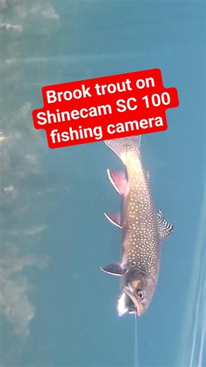 I caught a BROOK trout on my Shinecam SC100 camera