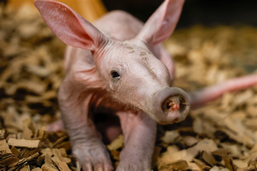 Nashville Zoo welcomes aardvark calf born on New Year’s Day