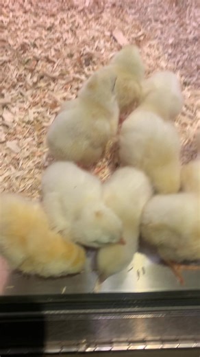 #chick #chicken #food #delicious #foryoupage