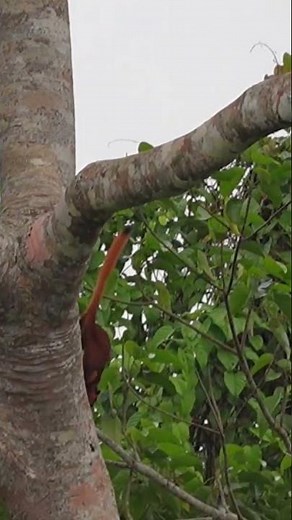 Red giant flying squirrel #NotExtinctYet #squirrel #borneo