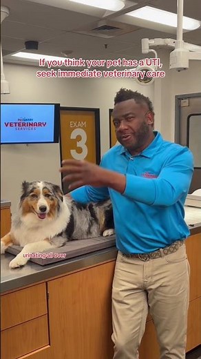 UTI Signs in Pets: Watch for These Symptoms & Seek Veterinary Care #PetSmart