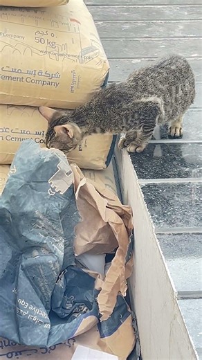 Streetcatoman #funnyanimalvideos #fypage #fypyoutube #tredding