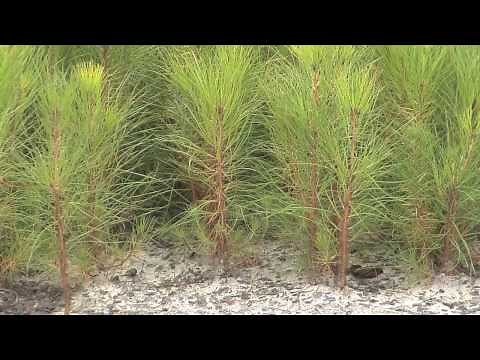 Southeast Georgia Farm Grows Seedlings For Forest Replanting