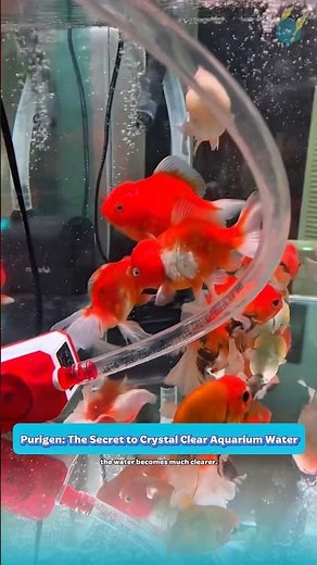 Purigen: The Secret to Crystal Clear Aquarium Water