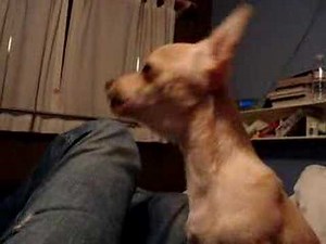 Chihuahua Puppy Barking Like a Wolf