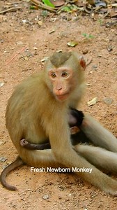 OMG MG let's see newborn baby begging milk from kidnapper, Kidnapper try block milk, DSCN4535 | Fresh Newborn Monkey
