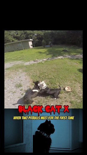 Black Cat X on TikTok