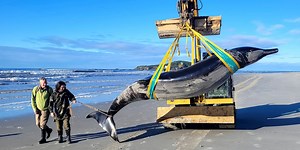 World’s ‘rarest’ whale may have washed up on New Zealand beach