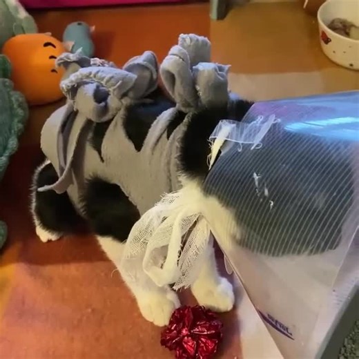 58K views · 9.4K reactions | Please welcome our newest rescue, Mikey!...