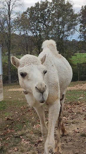 @highlight camels at petting zoo #zoo #fypシ #viralvideoシ #millionviews | Robin Hodge | Facebook