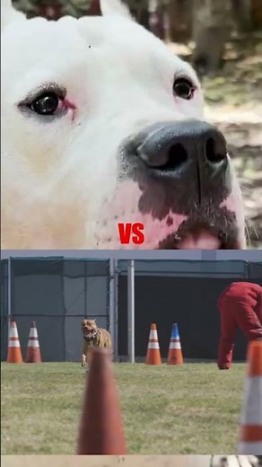 Dogo Argentino vs Pitbull Terrier 🐶🔥 Which one would truly dominate?