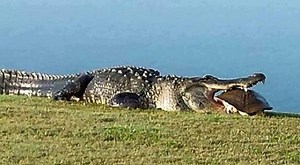 Photos: Monster Gator Returns, Chomps on Giant Turtle