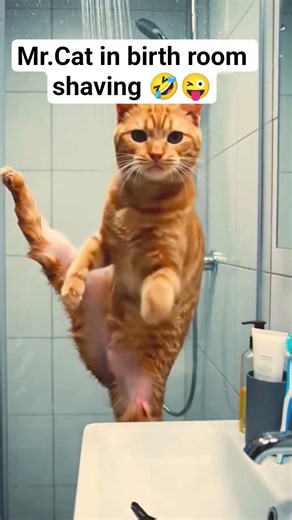 Cat in birth room shaving 🤣#youtubesubscribers #funny #comedyshorts #animalandpets#fypyoutube