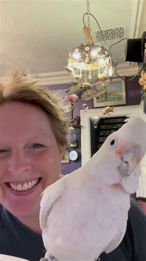 Cockatoo has moves! Tango jams to dancing queen! #cockatoo #dancingbird #dancingqueen