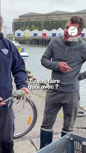Une rarissime araignée de mer bleue pêchée en Bretagne